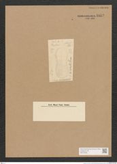 Surirella sp. (de-Toni-Nr.: Genus 53) Zeichnungen Sammlung Grunow Nr. 4852 (NHMW-BOT-W0373026)